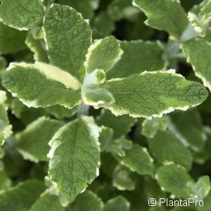 Mentha gentilis (x)'Variegata'