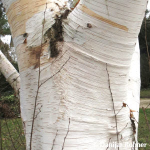 Betula utilis'Doorenbos'