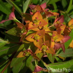 Euphorbia griffithii'Fireglow'
