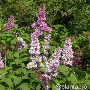 Syringa prestoniae (x)'Redwine'