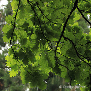 Quercus robur