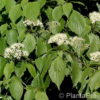 Cornus controversa