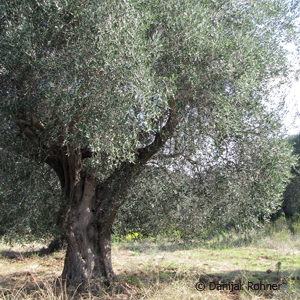 Olea europaea