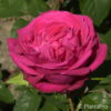 Teehybride'Maria Callas'