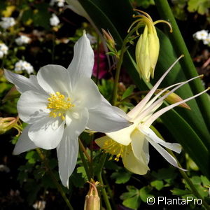 Aquilegia vulgaris'White Barlow'