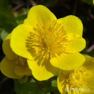 Caltha palustris