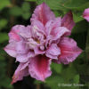 Clematis'Piilu'