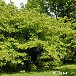 Cornus florida'Cherokee Chief'