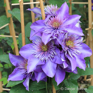 Clematis'Multi Blue' blau gefüllt