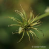 Clematis viticella'Etoile Violette'