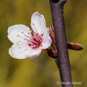 Prunus cerasifera'Woodii'