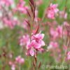 Gaura lindheimeri'Siskiyou Pink'
