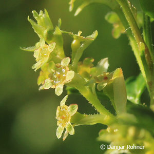Ribes alpinum'Schmidt'