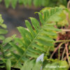 Polypodium vulgare