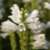 Physostegia virginiana'Summer Snow'