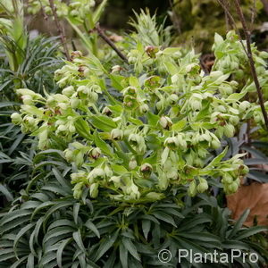 Helleborus foetidus