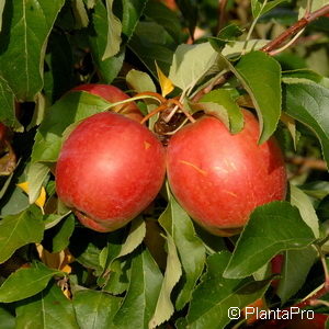 Malus (Apfel)'Rewena'