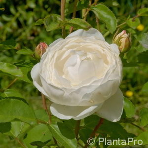 Englische Rose'Glamis Castel'