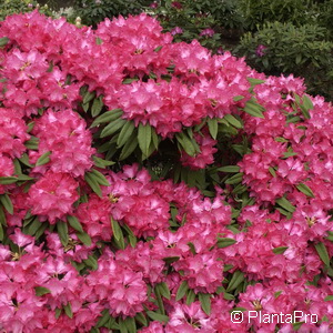 Rhododendron (Japanische Azalee)'Diamant Rot'