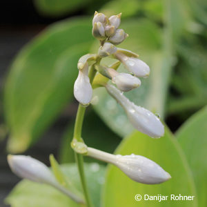 Hosta sieboldiana'Elegans'