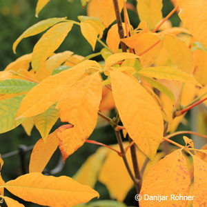 Aesculus parviflora