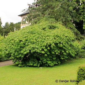 Aesculus parviflora