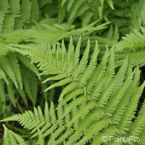 Dryopteris filix-mas