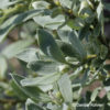 Salix helvetica