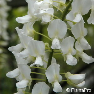 Wisteria floribunda'Alba'