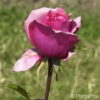 Englische Rose'Othello' (R)