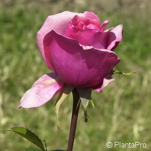 Englische Rose'Othello' (R)