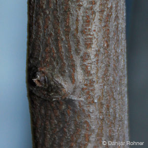 Amelanchier lamarckii