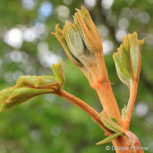 Aesculus hippocastanum