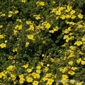 Potentilla fruticosa'Kobold'