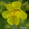 Mimulus luteus