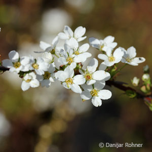 Spiraea thunbergii