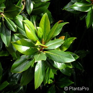 Magnolia grandiflora