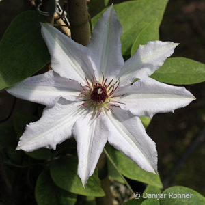 Clematis'Snow Queen'