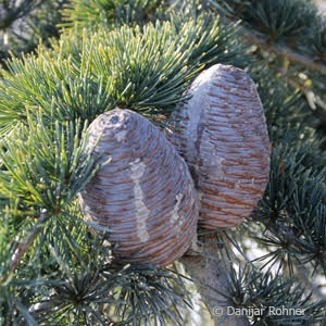 Cedrus deodara'Pendula'