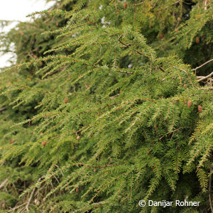 Tsuga canadensis