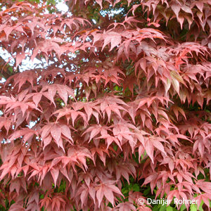 Acer palmatum'Atropurpureum'