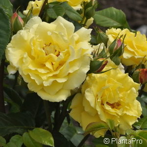 Strauchrose'Lichtkönigin Lucia'