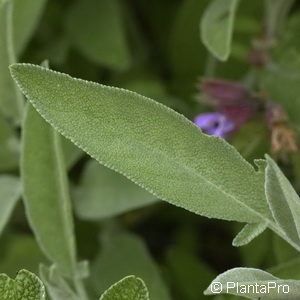 Salvia officinalis