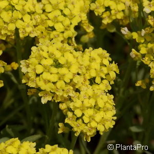 Alyssum montanum'Berggold'