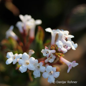 Viburnum farreri'Nanum'