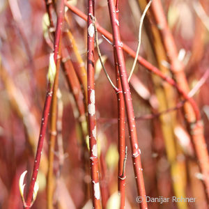 Cornus alba'Elegantissima'