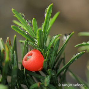 Taxus baccata'Fastigiata Robusta'