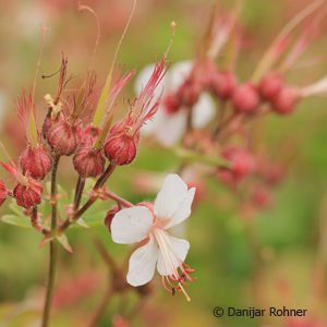 Geranium macrorrhizum'Spessart'