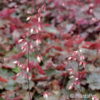 Heuchera'Stormy Seas'