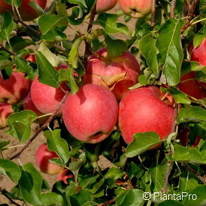 Malus (Apfel)'Reanda'